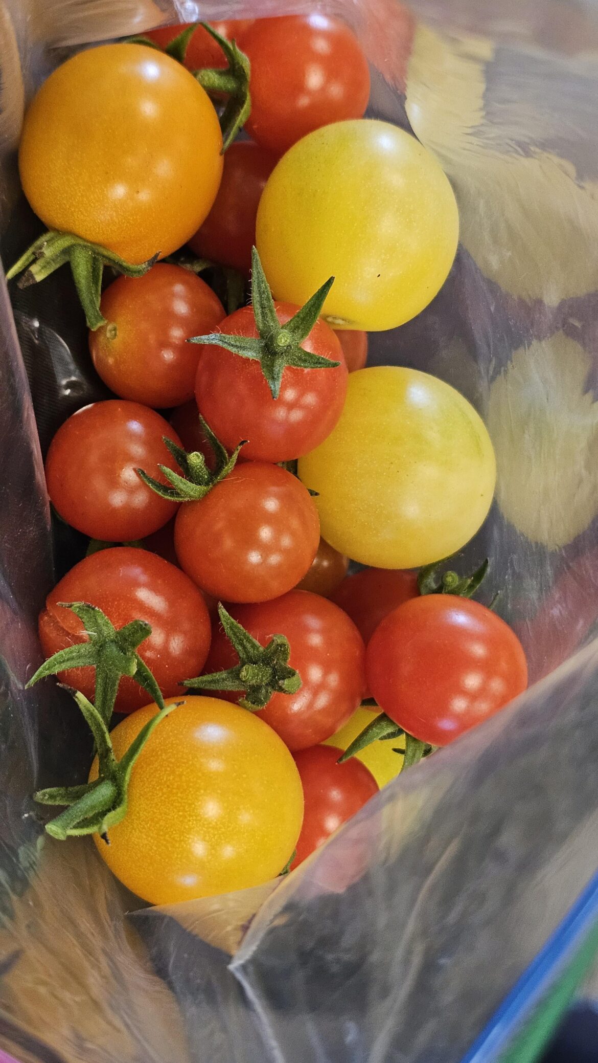 It is October yet I still have tomatos