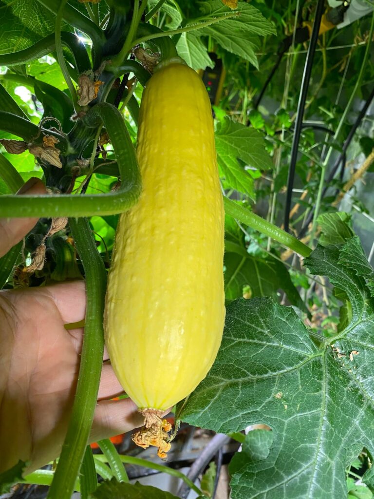 Vertically grown Straight Neck Squash