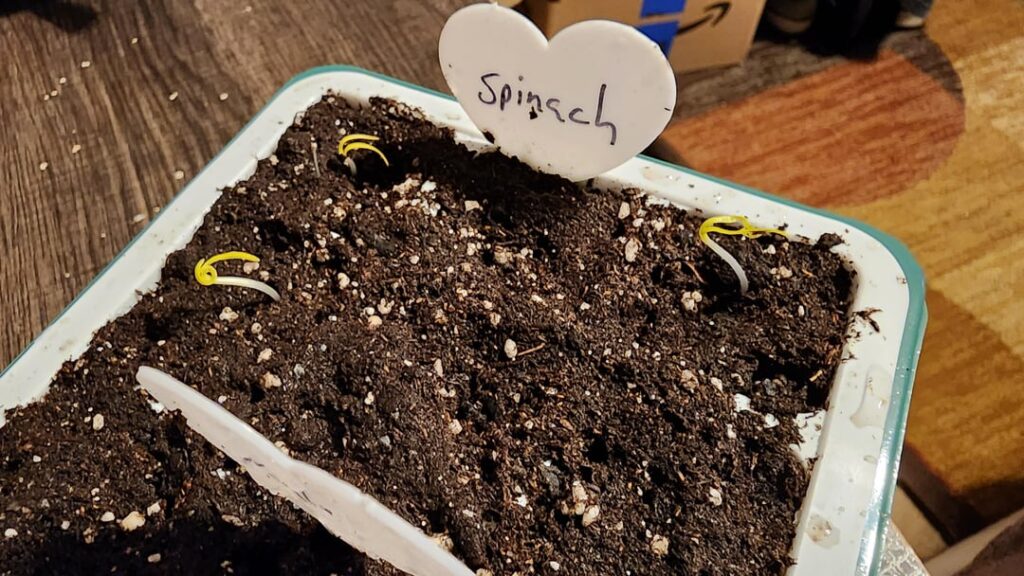 Just getting started gardening with my daughter and our first seedlings have sprouted