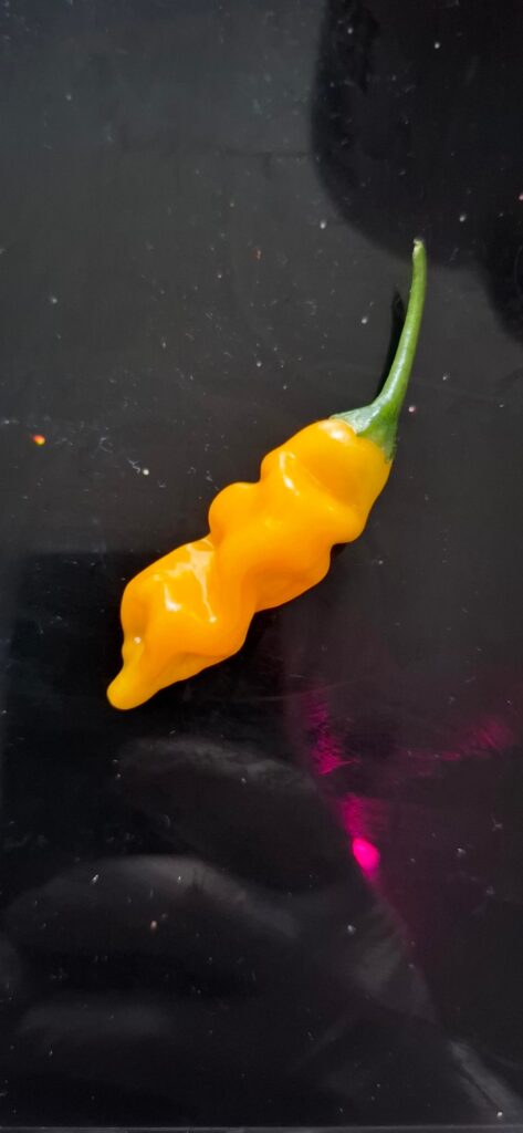 Aji Mango