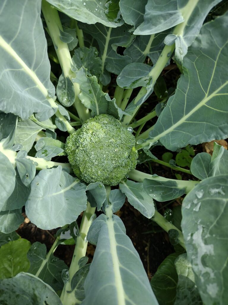 When to harvest broccoli!? First time growing