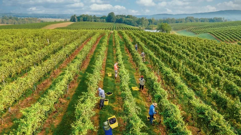 Farmworkers working in the vineyard fields at Barboursville Vineyards