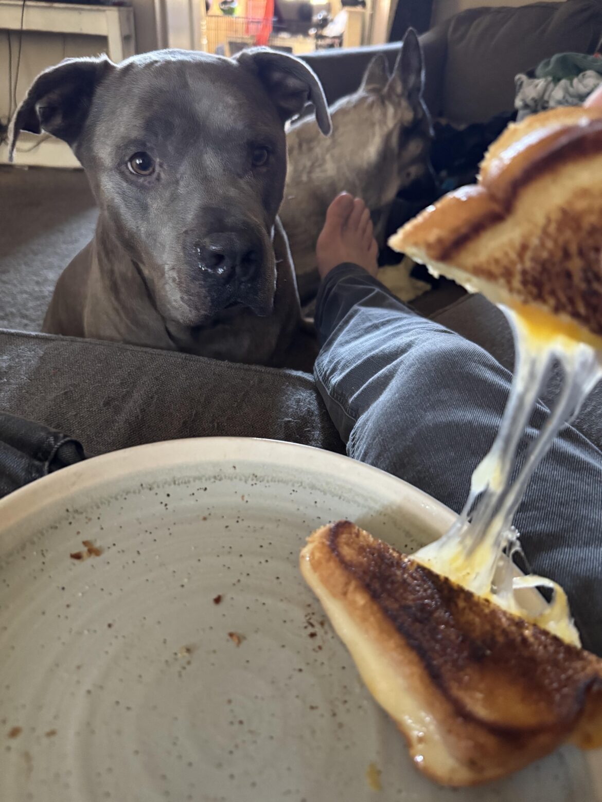 Basic Havarti and Colby Jack