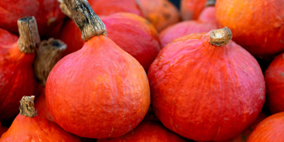 Discover French pumpkin varieties and cooking tips Discover French pumpkin varieties and cooking tips