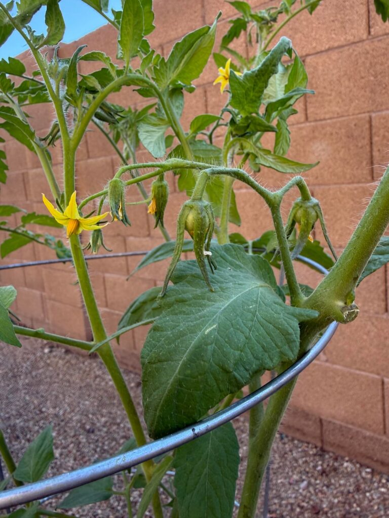 Little surprise this morning 🥰