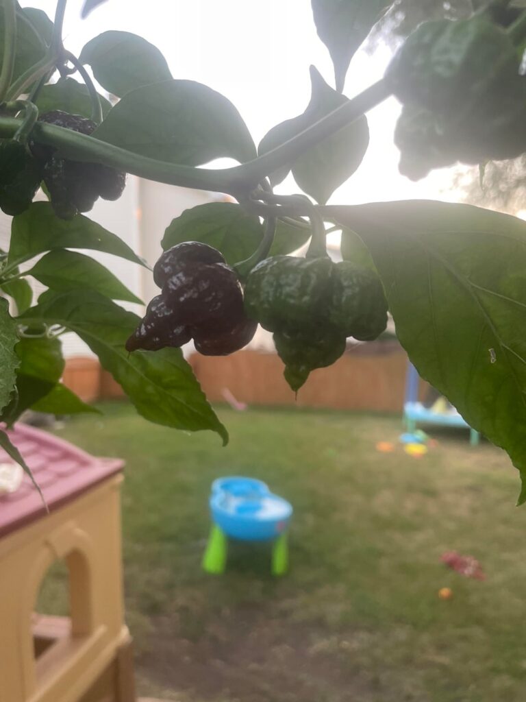 Free Pepper Seeds! Free Pepper Seeds!