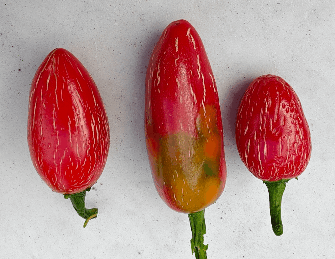 What’s wrong with my jalapenos? Yellow spots What's wrong with my jalapenos? Yellow spots