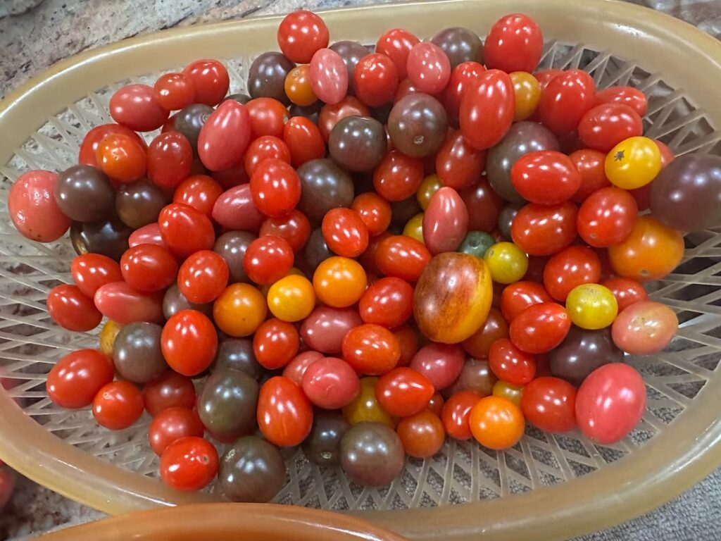 Tomatoes won’t stop