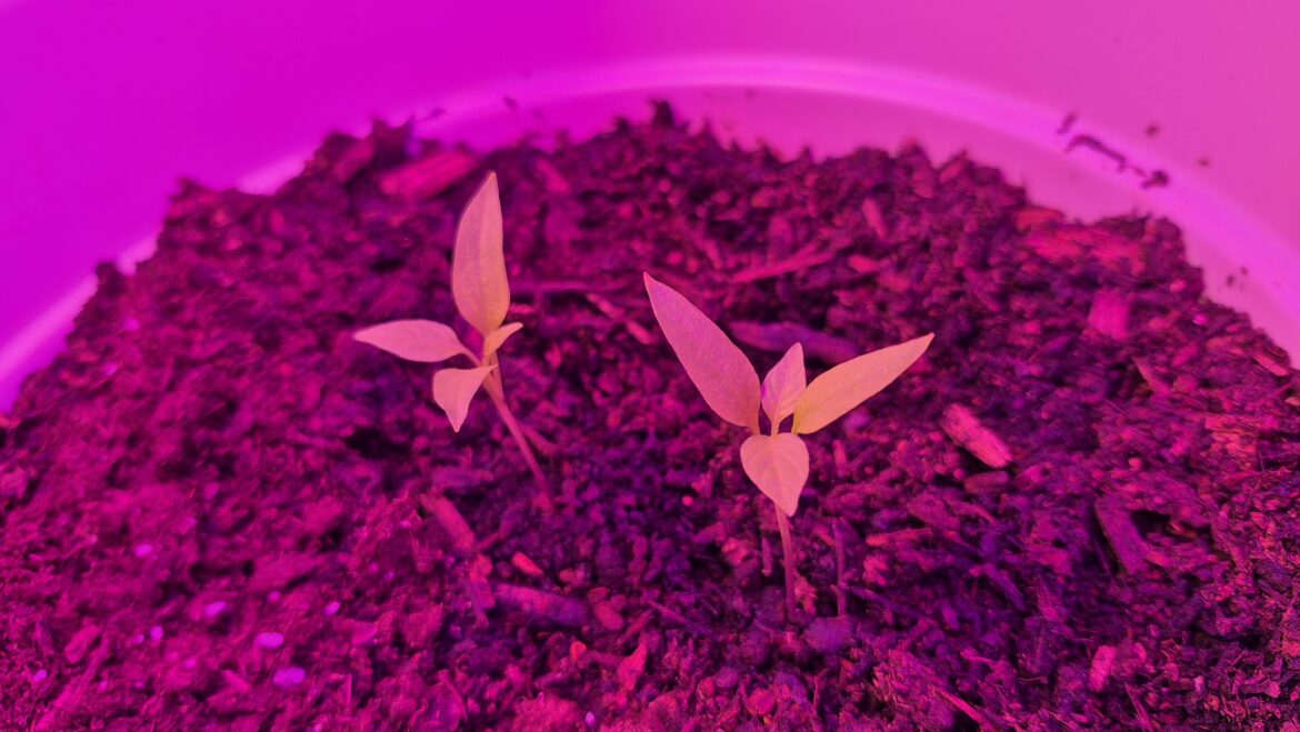 Is this a normal amount of growth for cayenne peppers?