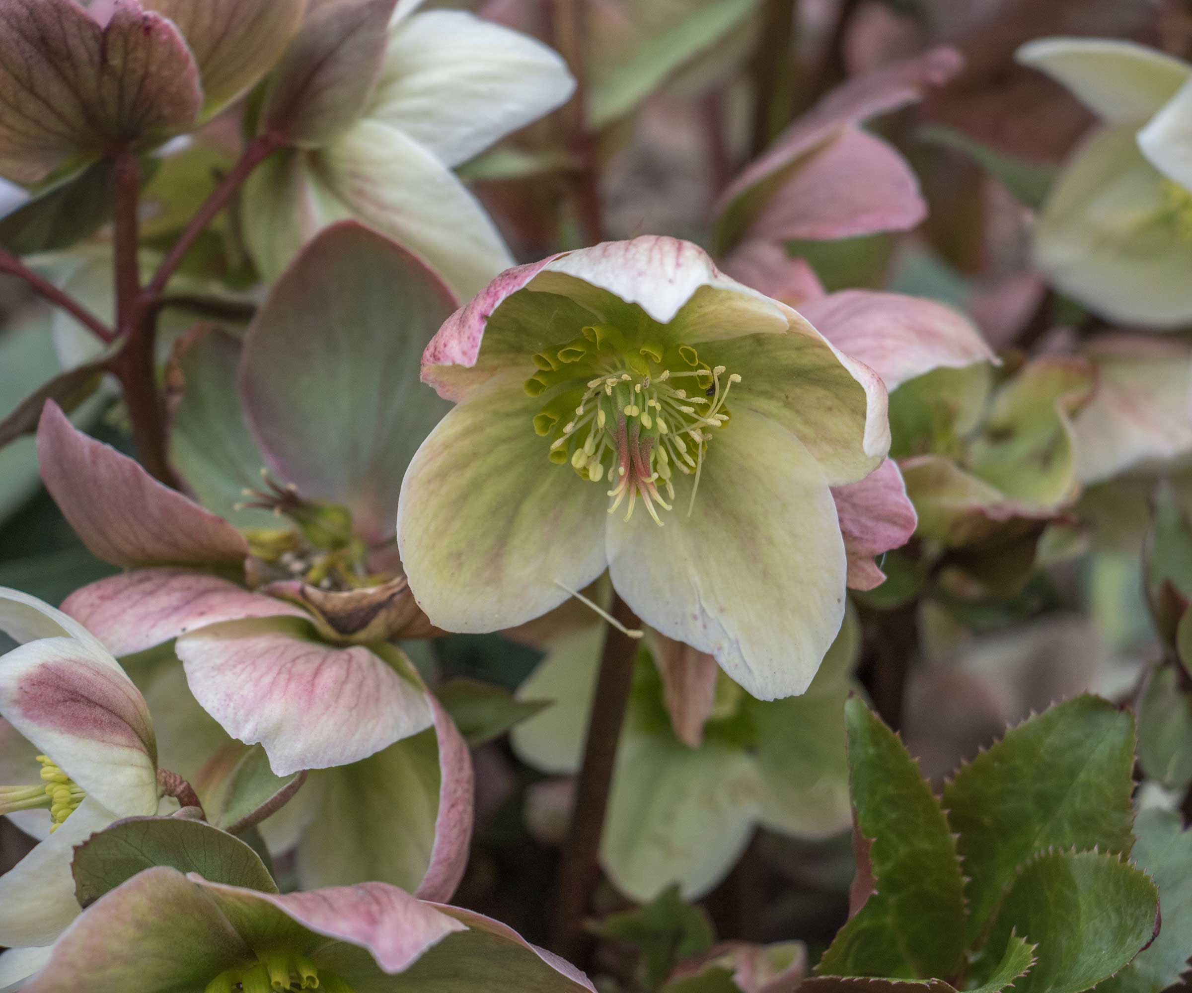 'Ivory Prince' hellebore