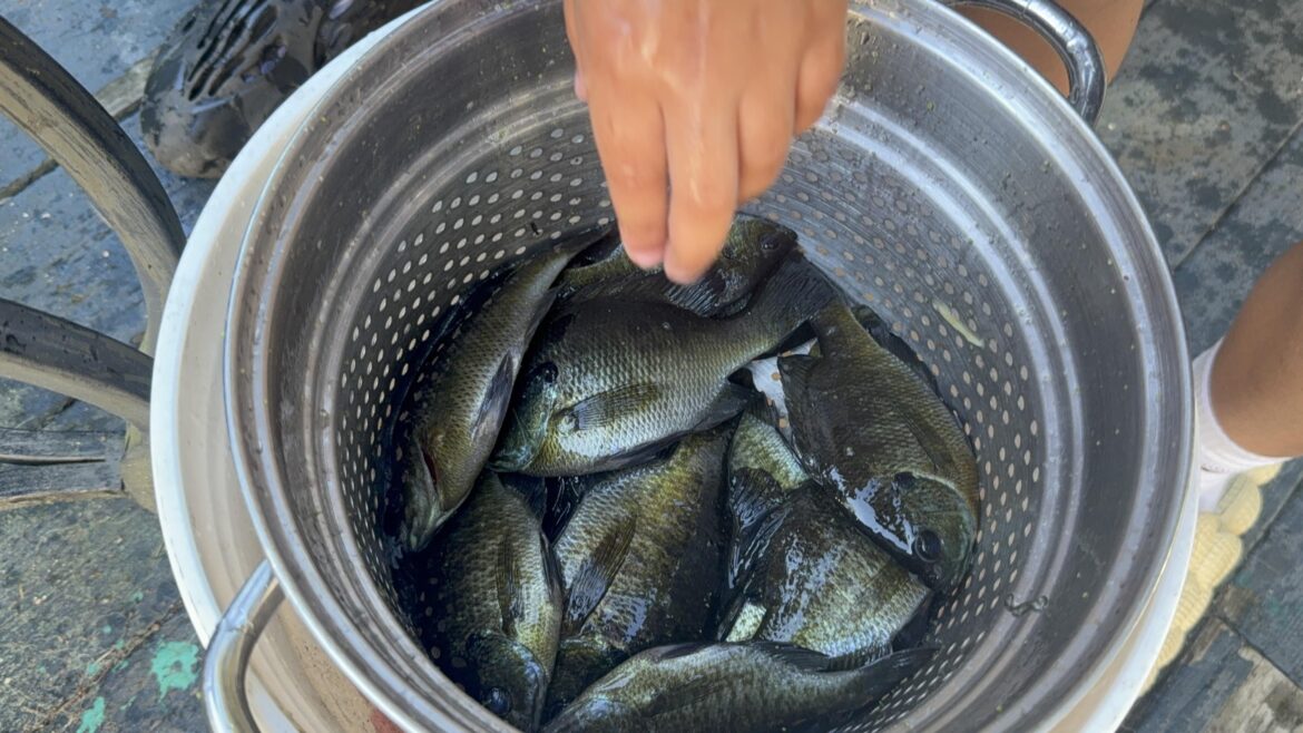 Anyone know any good bluegill recipes?