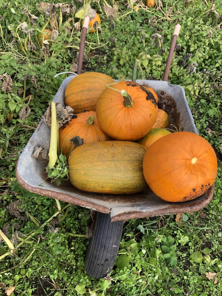 My first pumpkin harvest!