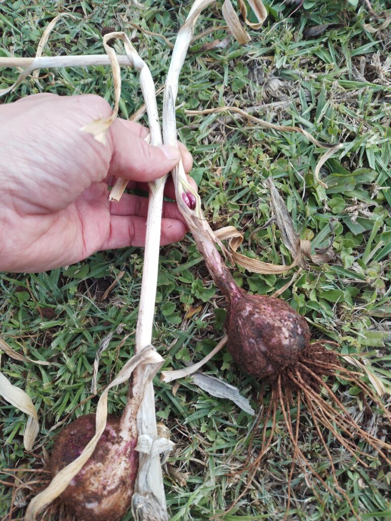 What is this on my garlic?