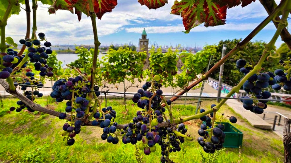The wine harvest in Germany this fall will be the smallest in years: (symbolic image)