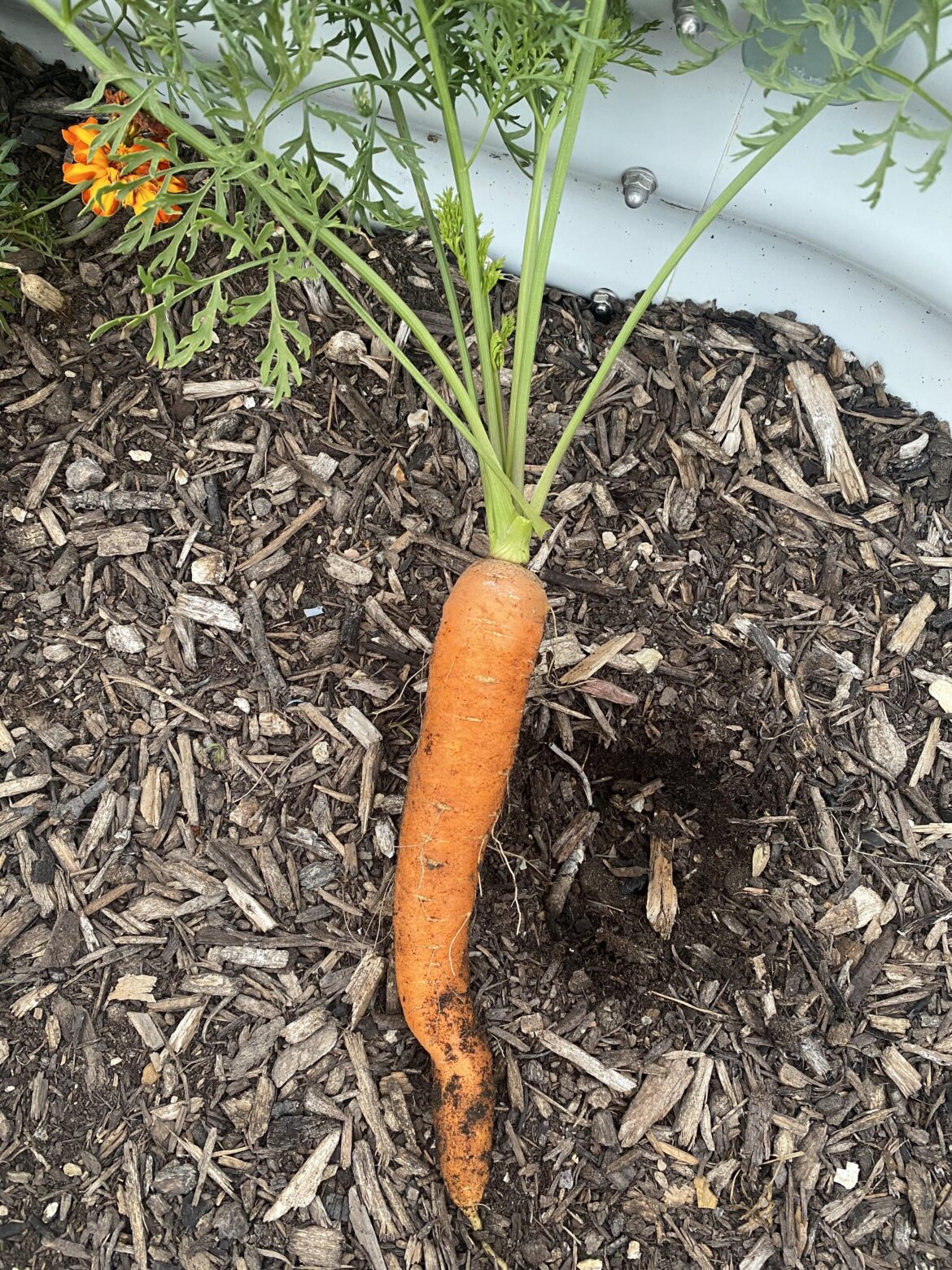 Behold! The best carrot I’ve ever grown. My dog tried to steal it from me.
