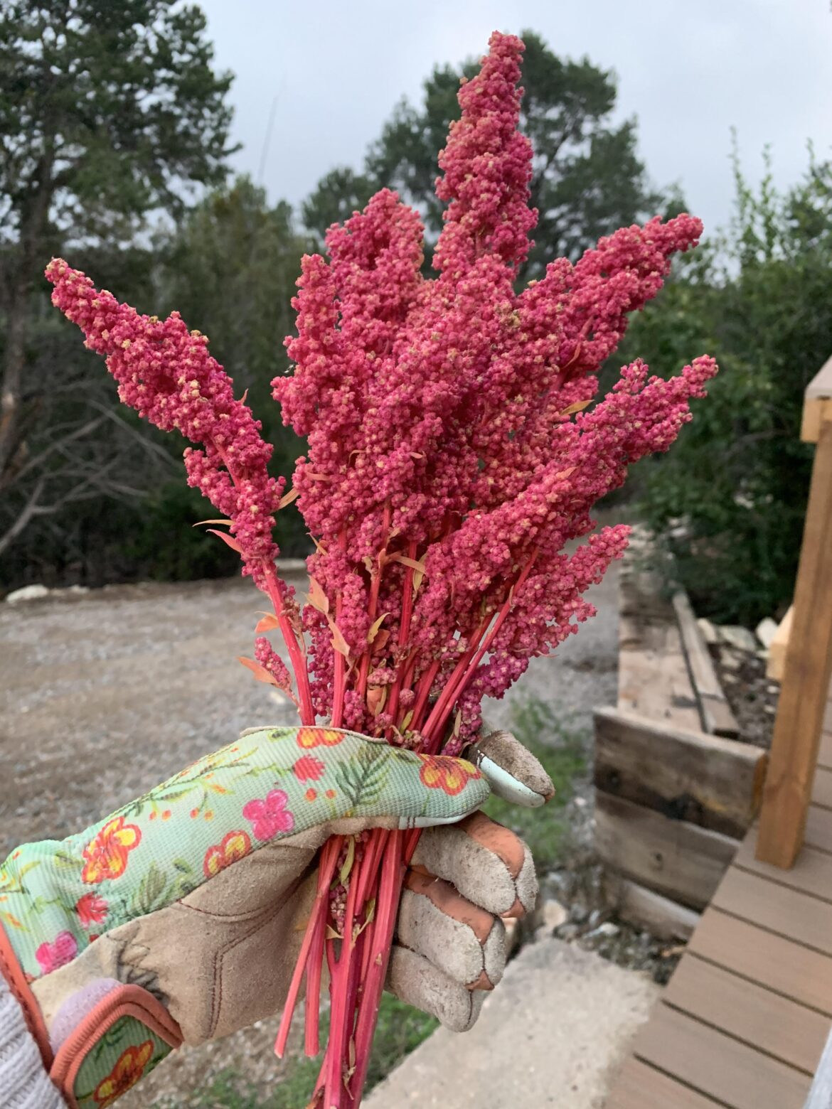 My quinoa harvest!