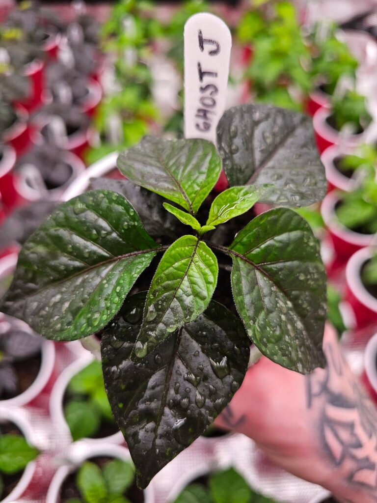 A few started this year! 😍