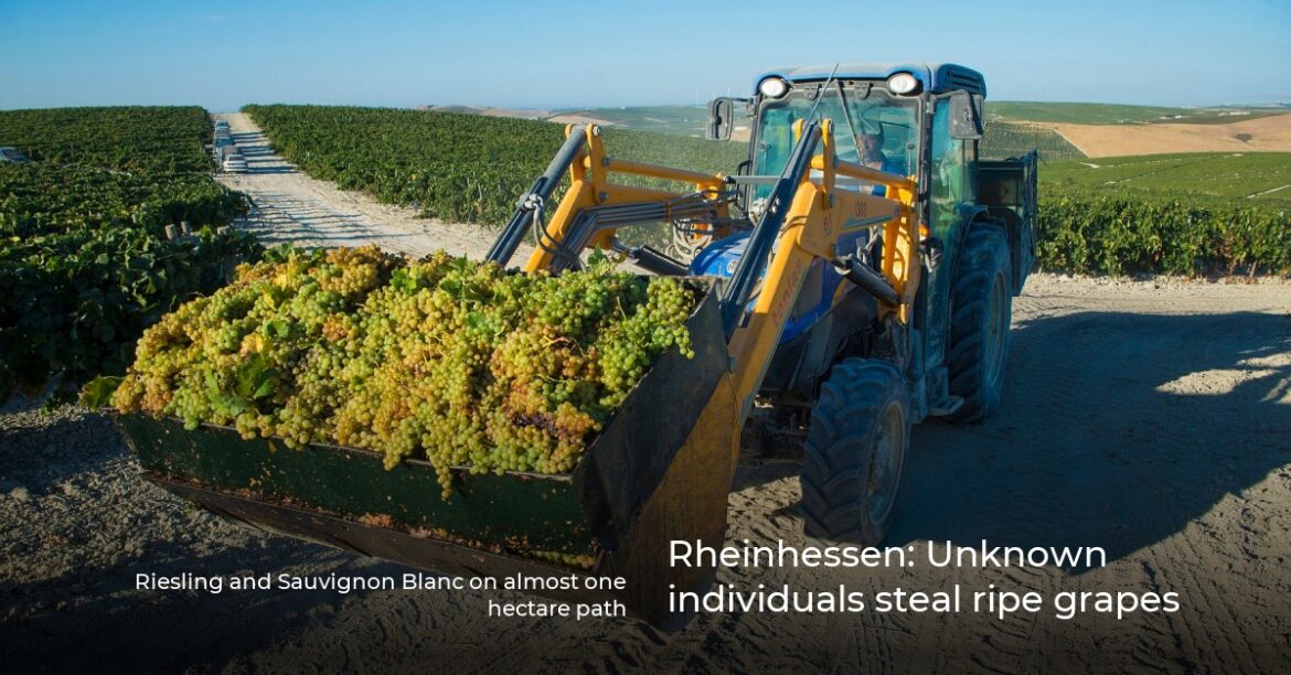 Rheinhessen: Unknown individuals steal ripe grapes