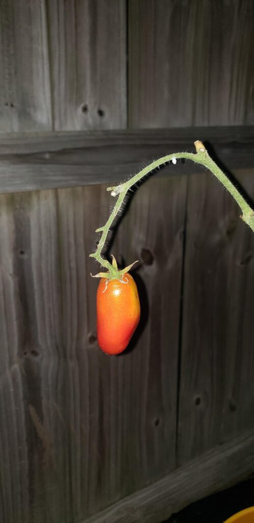 From one scraggly tomato to an overflowing bounty!