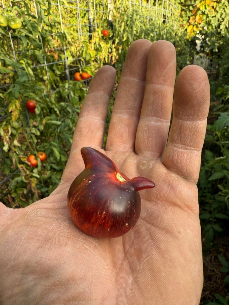 What the Devil? (Black Shadow)