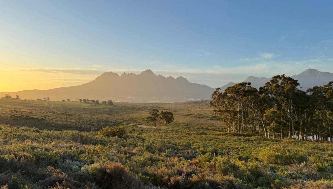 The Buyer | Cape Wine: Are buyers ready to back the full force of South Africa? Cape Wine: Are buyers ready to back the full force of South Africa?