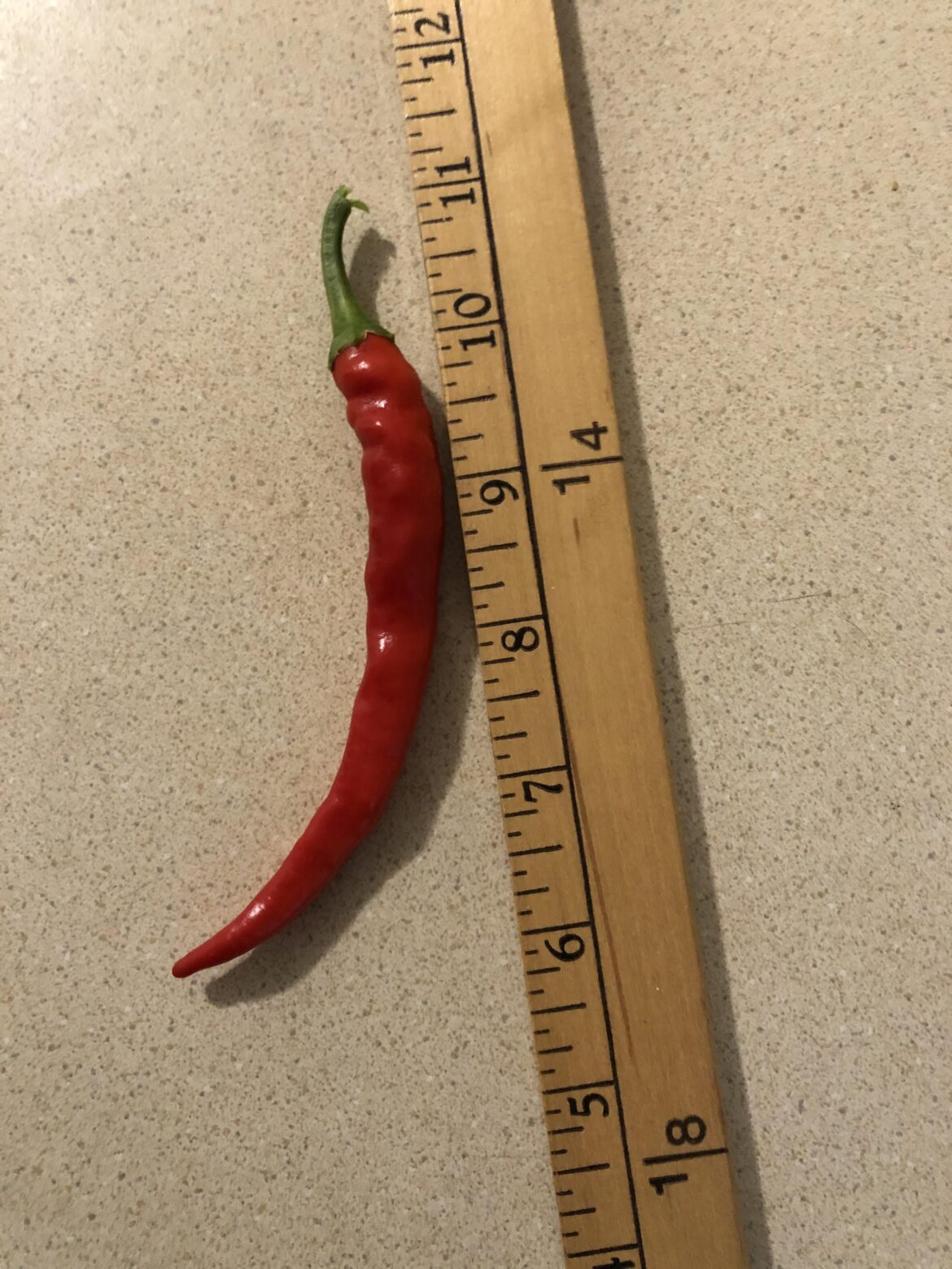 Been growing the same cayennes for many years. Finally getting some decent size. (I think).