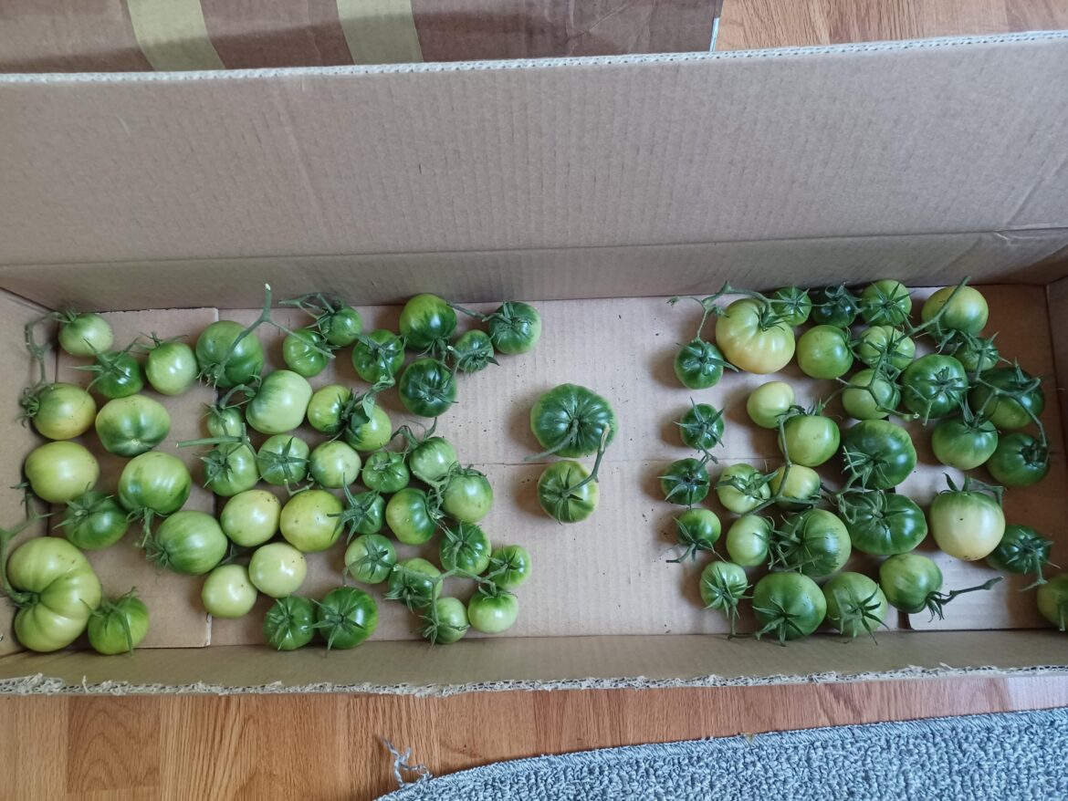 Will they ripen? Will they ripen?