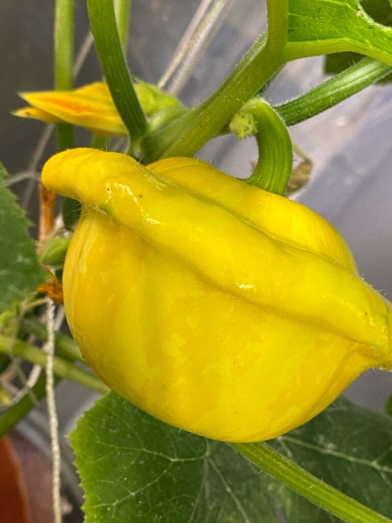 My first Gelber Englischer Custard summer squash is the best summer squash I've ever had