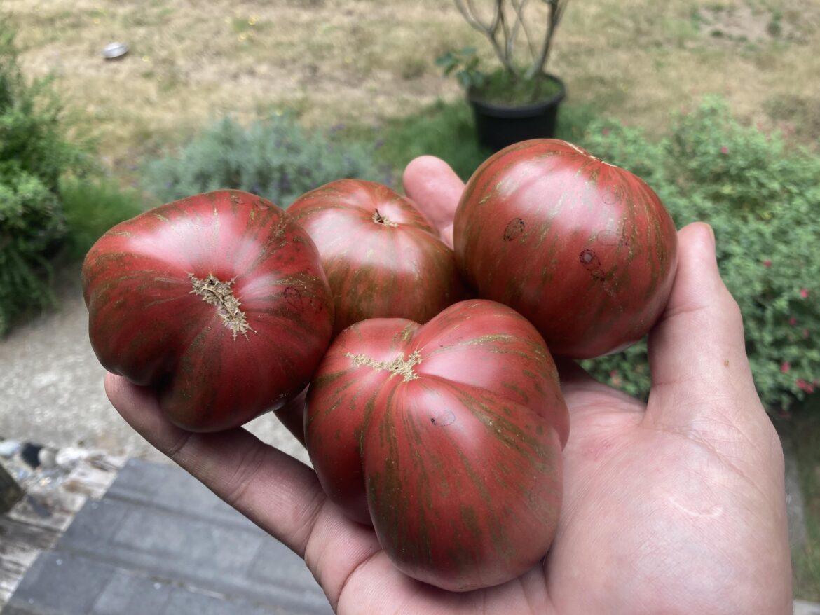 These tie die (pink Berkeley) tomatoes