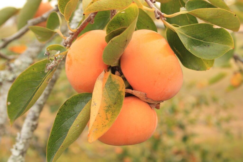 Persimmons and canning (apparently unsafe)