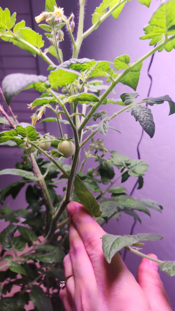 My cherry tomatoes coming in !
