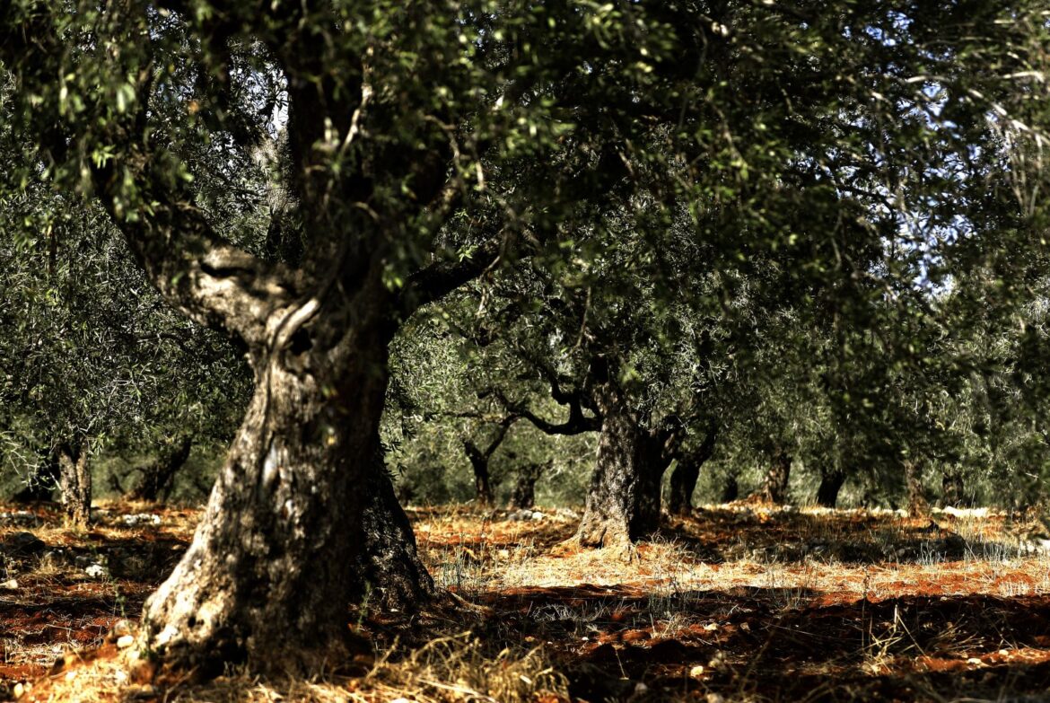 The Silent Groves: How War and Climate Change Are Squeezing Lebanon’s Olive Oil Harvest