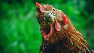 Chicken or the chip: How can meat suddenly cost less than potatoes?