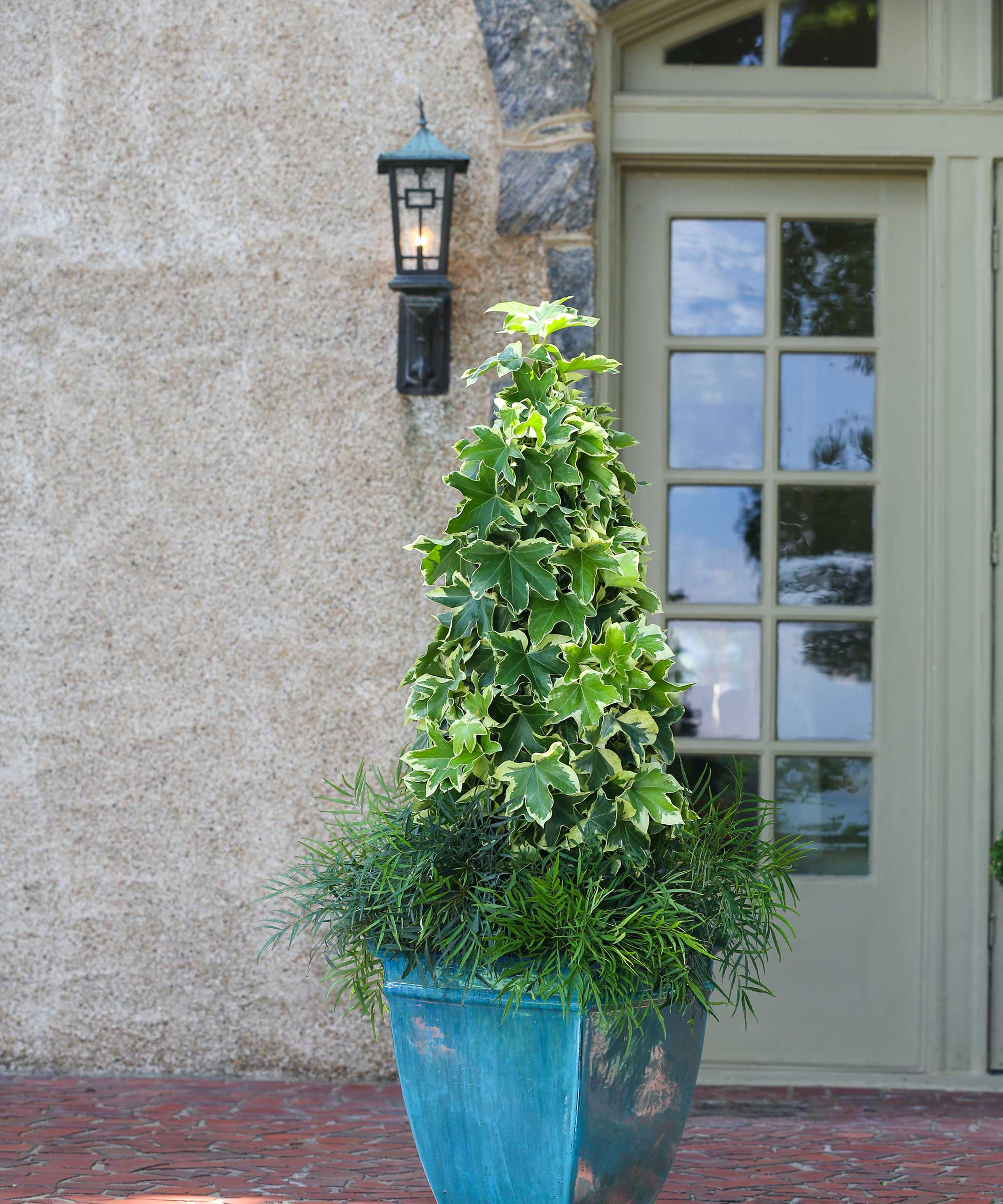 &lsquo;Angyo Star&rsquo; fatshedera and &lsquo;Soft Caress&rsquo; mahonia in container