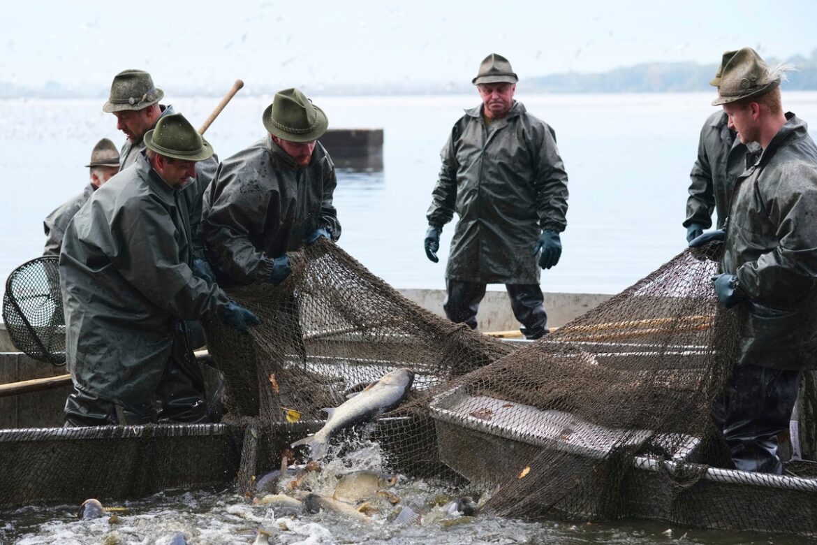 Czech fishermen gather to catch fish destined for traditional Christmas meal Czech fishermen gather to catch fish destined for traditional Christmas meal
