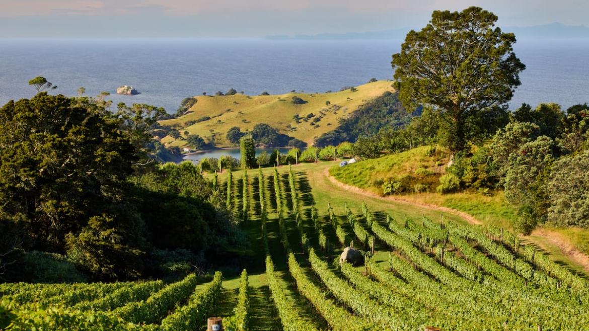 Bumper Weekend Wine Guide: Top picks to transport you straight to the vineyard