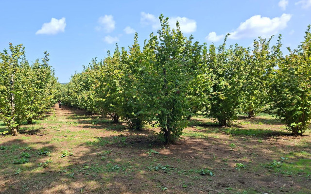 Italian Hazelnuts: Quality, Health, and Science GIFT_ Italian hazelnut tree