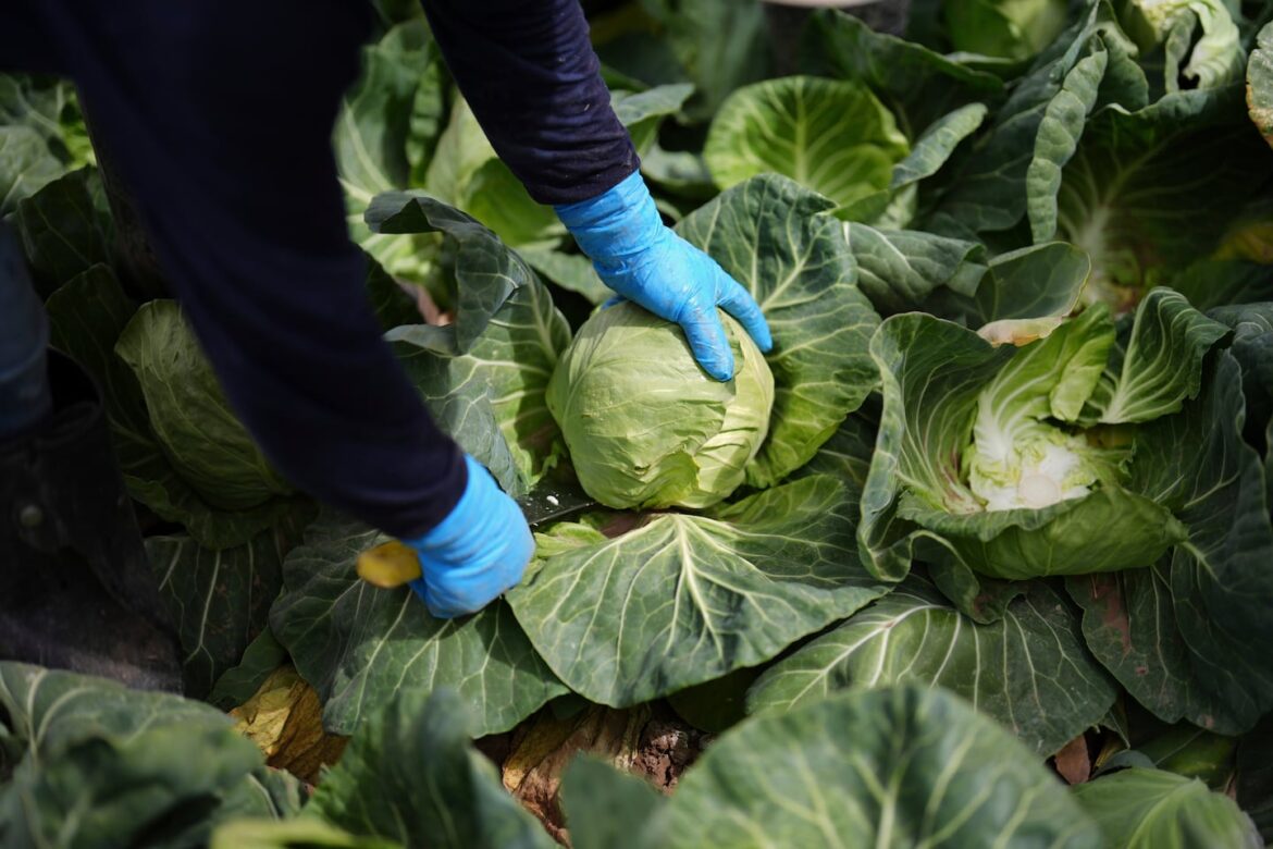 The recipe for avoiding 15 million deaths per year and climate disaster is fixing food A worker harvested cabbage on March 5, 2025, in Holtville, Calif.