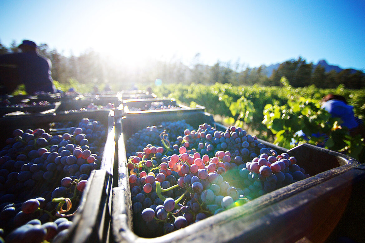 Freshly Cut Grapes after being Harvested at sunrise in crates between the vineyards