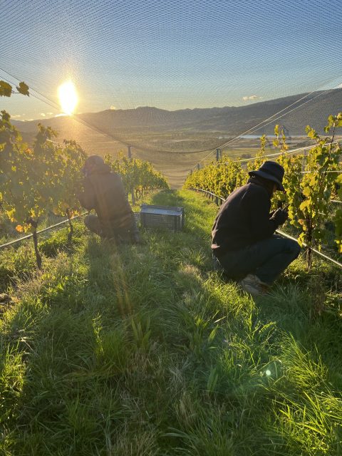 Why New Zealand's Sato Wines is quiet about its 'natural wine' identity