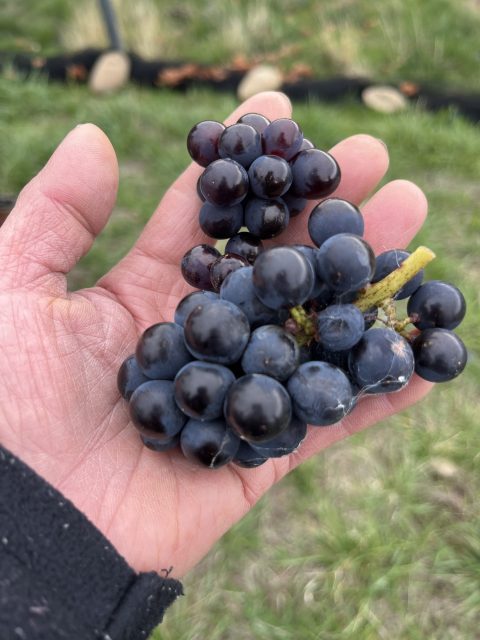 Why New Zealand's Sato Wines is quiet about its 'natural wine' identity