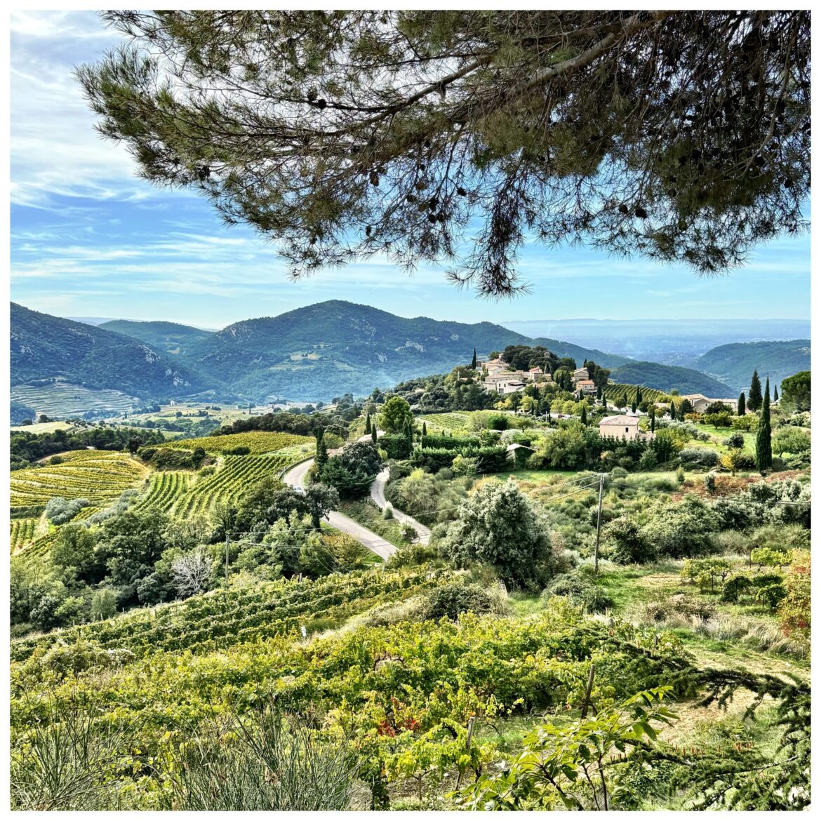 Greg Sherwood MW: Shifts in the Southern Rhône and what SA wine can learn