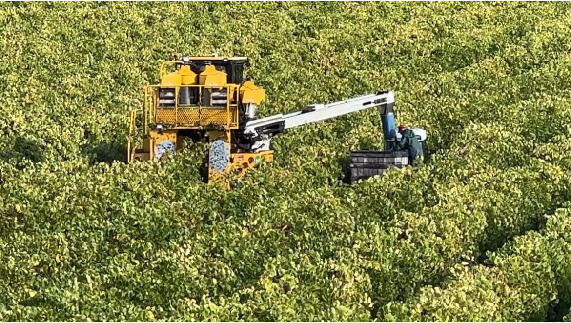 Pickers are out gathering varieties of the wine grape crop Pickers are out gathering varieties of the wine grape crop