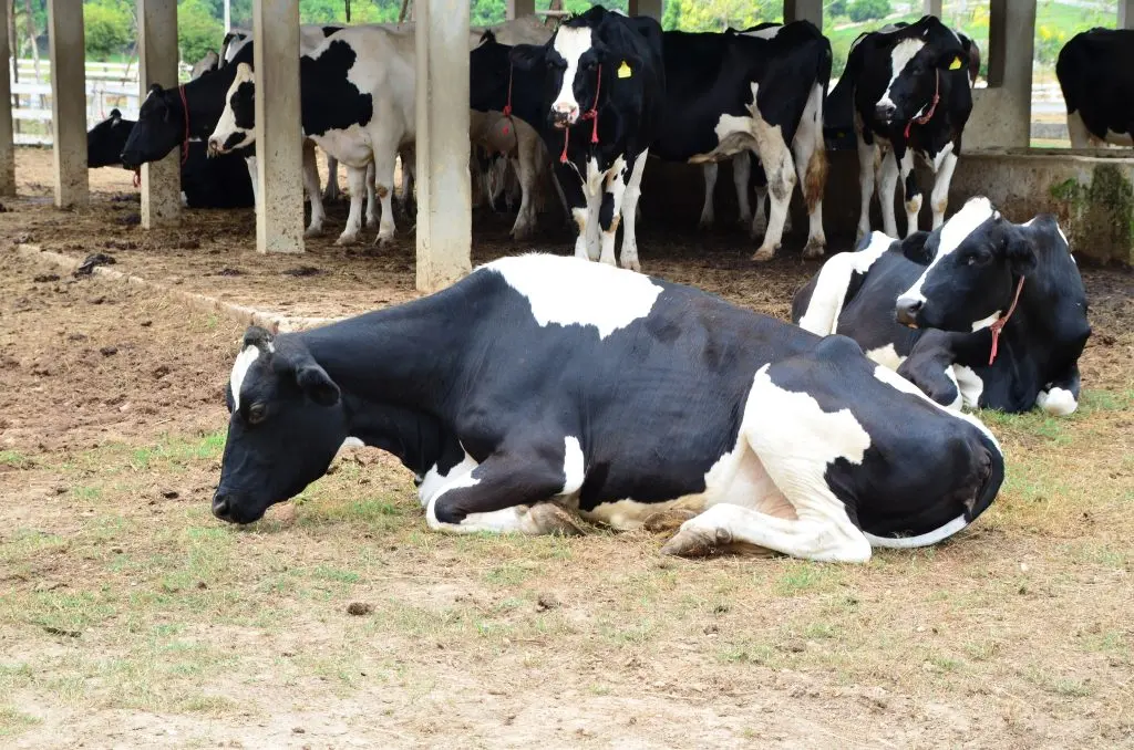 Dairy Cow Is Laying Down In The Farm