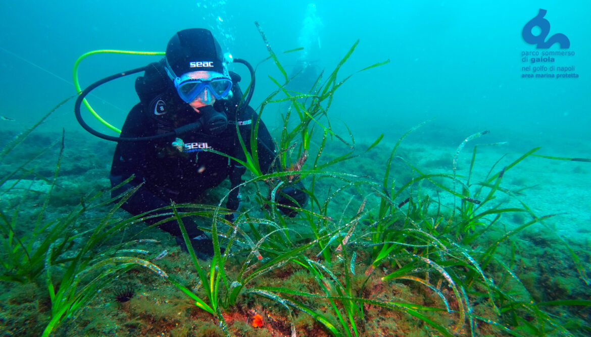 Sea olives and seeds of hope: An Italian restoration venture Sea olives and seeds of hope: An Italian restoration venture