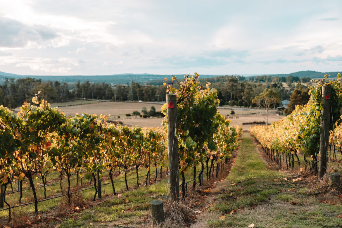 Tasmania’s wine industry a “strong performer”