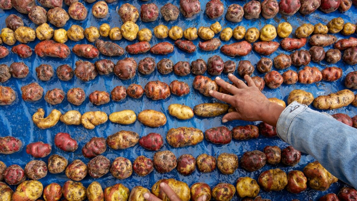 How the potato went from banned to beloved How the potato went from banned to beloved