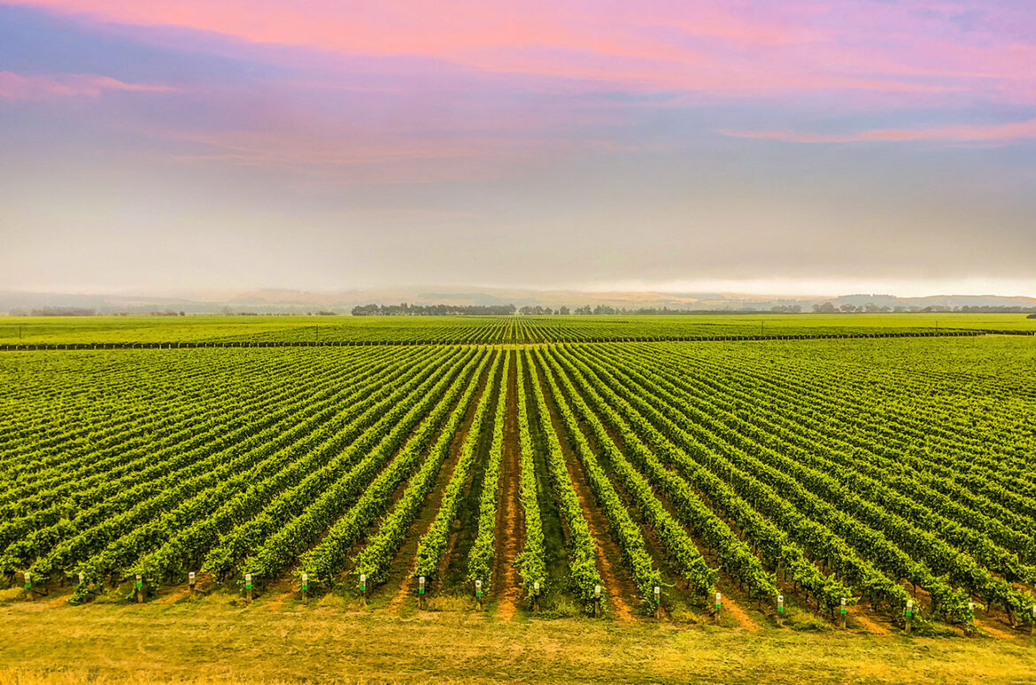 New Zealand: Precision, purity, power & poise New Zealand: Precision, purity, power & poise