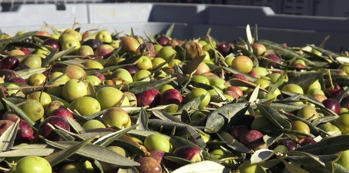Tunisia: Transforming olive oil waste into green opportunities