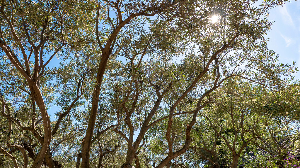 Olive grove in France - Olive trees in France - Olive Oil in France